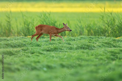 A roe deer strolls in a freshly mowed meadow.
