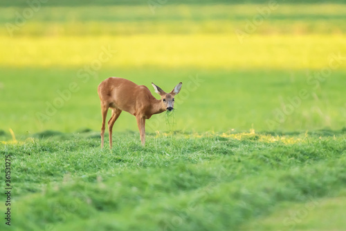 A roe deer eating grass in freshly mowed meadow.