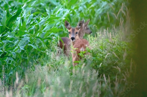A mother roe deer with calf at edge of corn field.