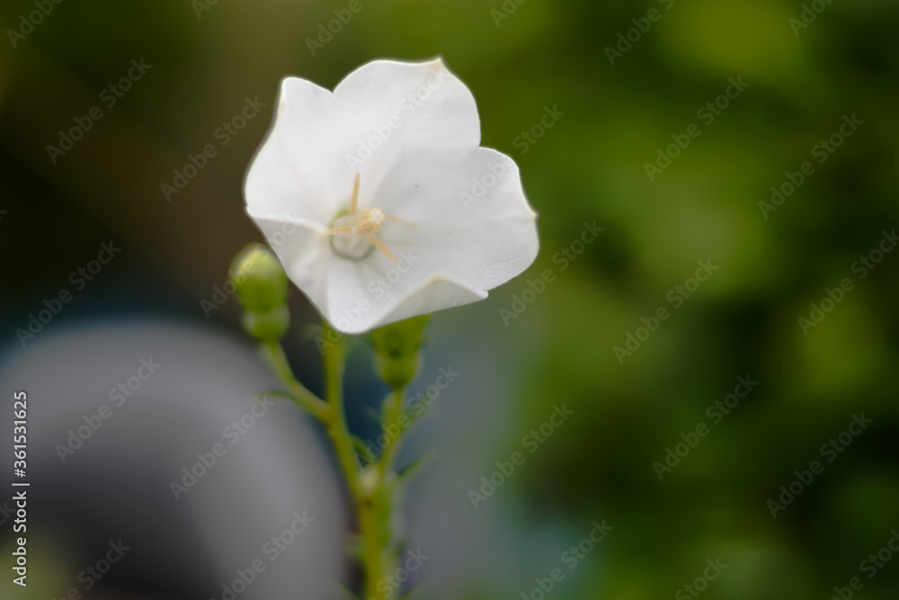 white flower in the home white flower in the home