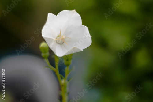 white flower in the home