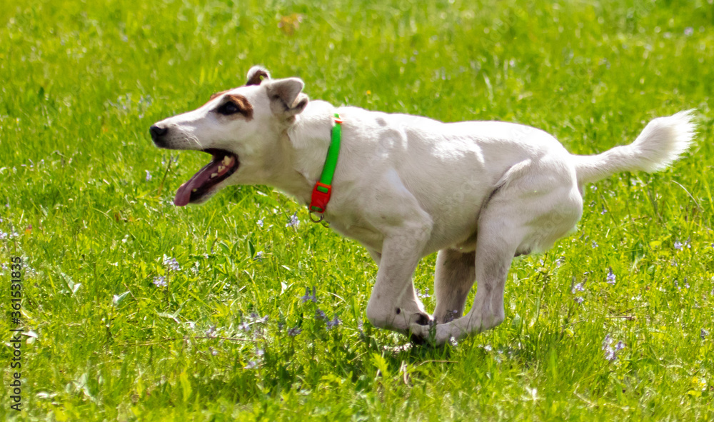 The dog runs on the green grass The dog runs on the green grass