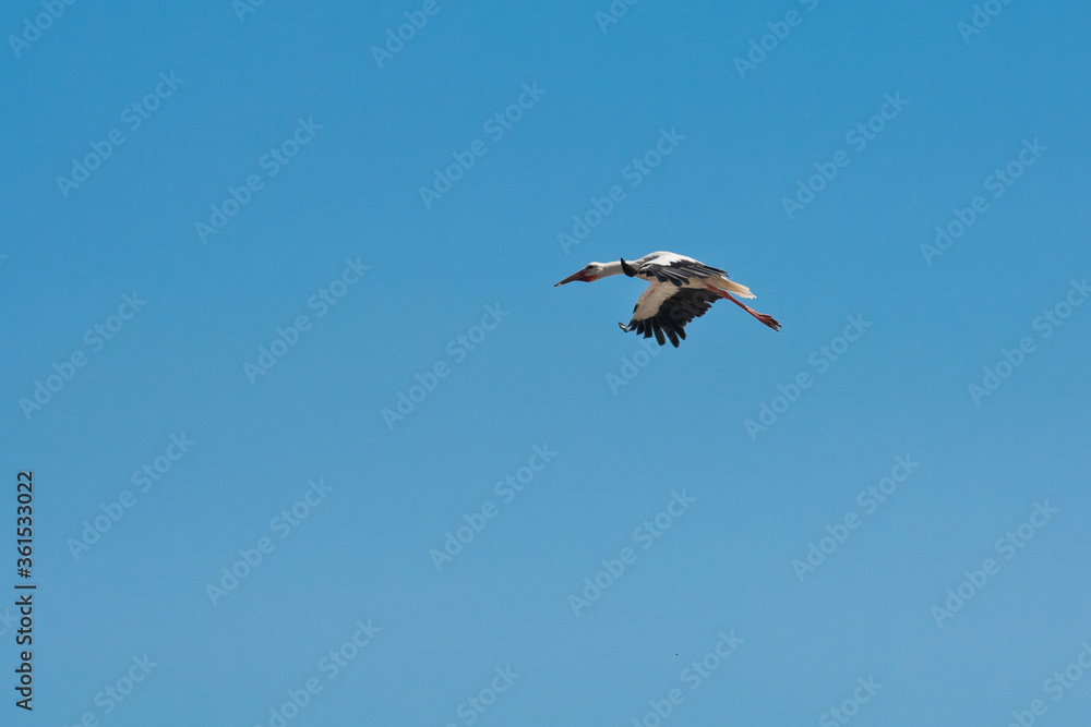 Obraz premium Stork on a nice summer blue sky day 