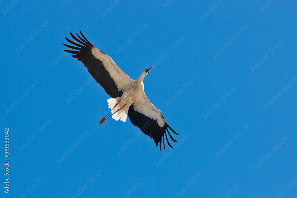 Stork on a nice summer blue sky day
