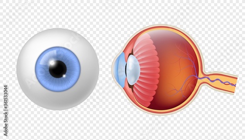 Realistic human eyeball. Eye retina structure, round iris texture, anatomy object close up front, and side view eyeballs vector set