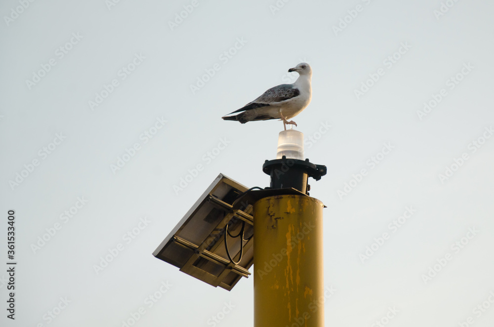 close up seagull standing on top of little light tower, isolated bird on pole with lamp on dock of Bosphorus, Istanbul, at sun set with gray sky in background , view from bottom close up seagull standing on top of little light tower, isolated bird on pole with lamp on dock of Bosphorus, Istanbul, at sun set with gray sky in background , view from bottom