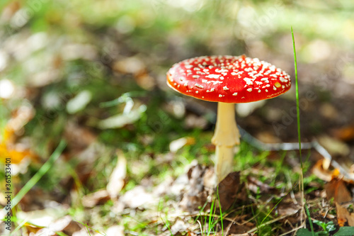 Toxic and hallucinogen mushroom Fly Agaric in grass on autumn forest background. Red poisonous Amanita Muscaria fungus macro close up in natural environment. Inspirational natural fall landscape.