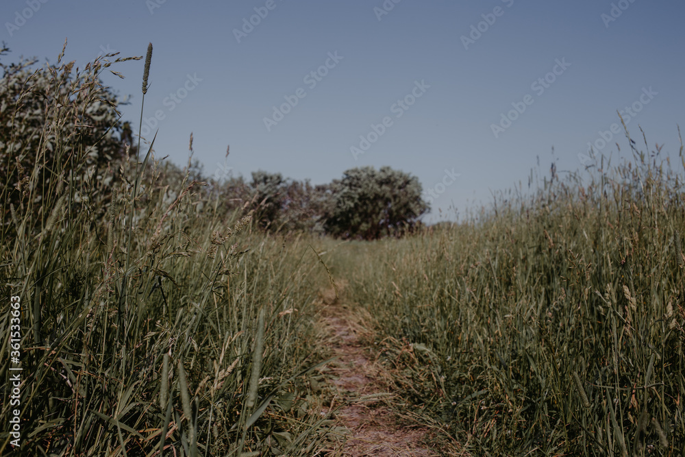 summer field in russian village