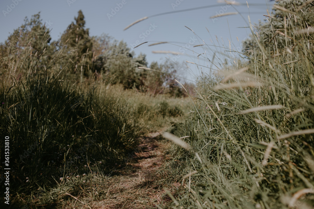 Fototapeta premium summer field in russian village