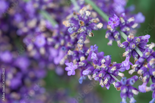 Close-up of a blooming lavender