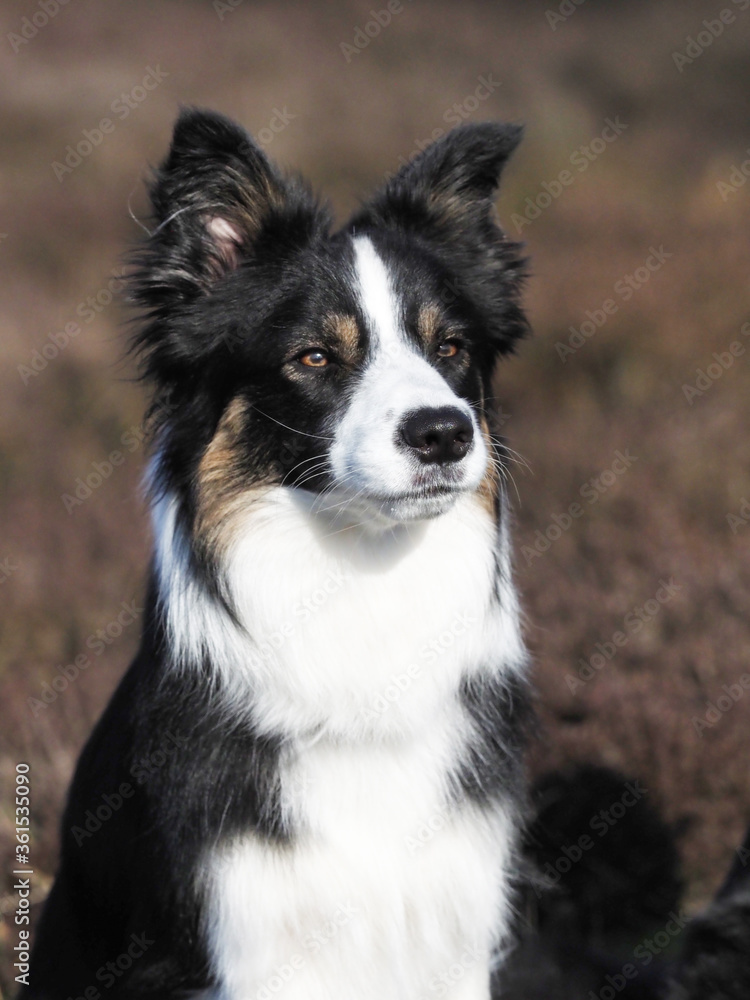 Black and White Collie