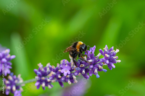 Close-up of a bumblebee on a blooming lavender © jokuephotography