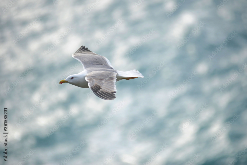 Obraz premium seagull flies in the sky in freedom with sea background - Italy Liguria , cinque terre