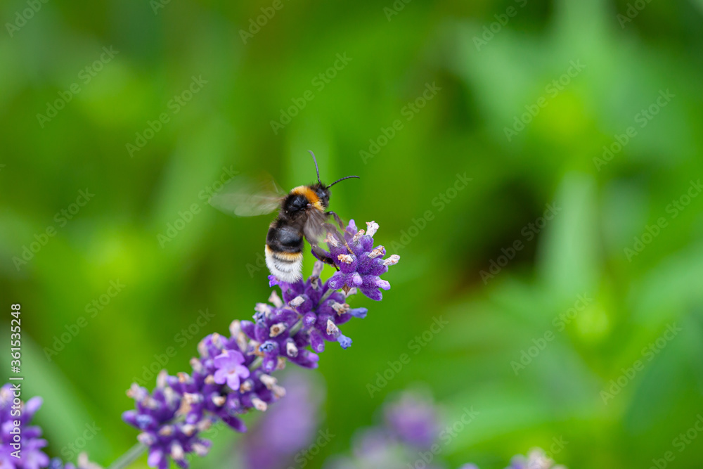 Close-up of a bumblebee on a blooming lavender Close-up of a bumblebee on a blooming lavender