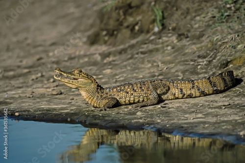 Spectacled Caiman (Caiman crocodilus) with his mouth open on the banks of the river
