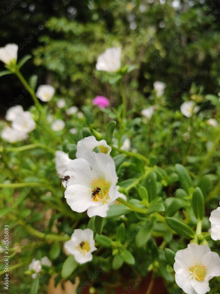 white flowers in the garden white flowers in the garden