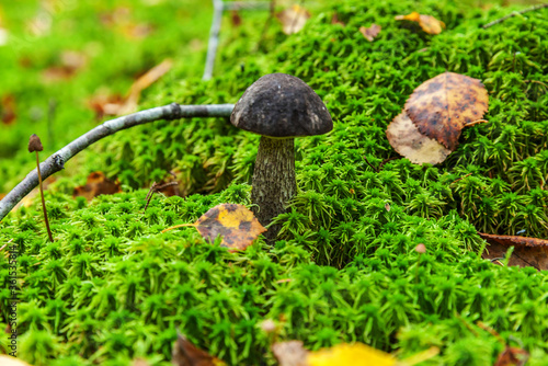 Edible small mushroom with brown cap leccinum in moss autumn forest background. Fungus in the natural environment. Big mushroom macro close up. Inspirational natural summer or fall landscape.