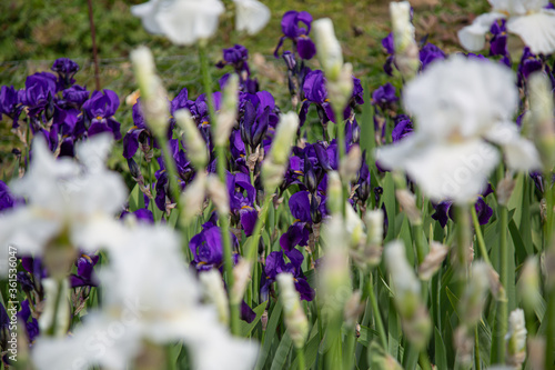 Blooming blue iris flowers (iridaceae) with white iris blossoms in a blurry foreground