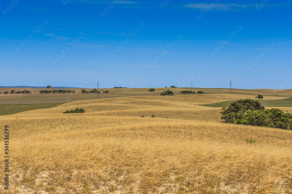 Windy landscape near Meningie South Australia with hills of quartz sand with dry grass, scattered trees and shrubs and veil clouds with blue sky