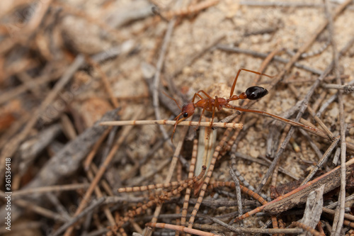 Close up of an Australian Giant Bull Ant, myrmecia gratiosa,,  with a twig between the jaws © photodigitaal.nl