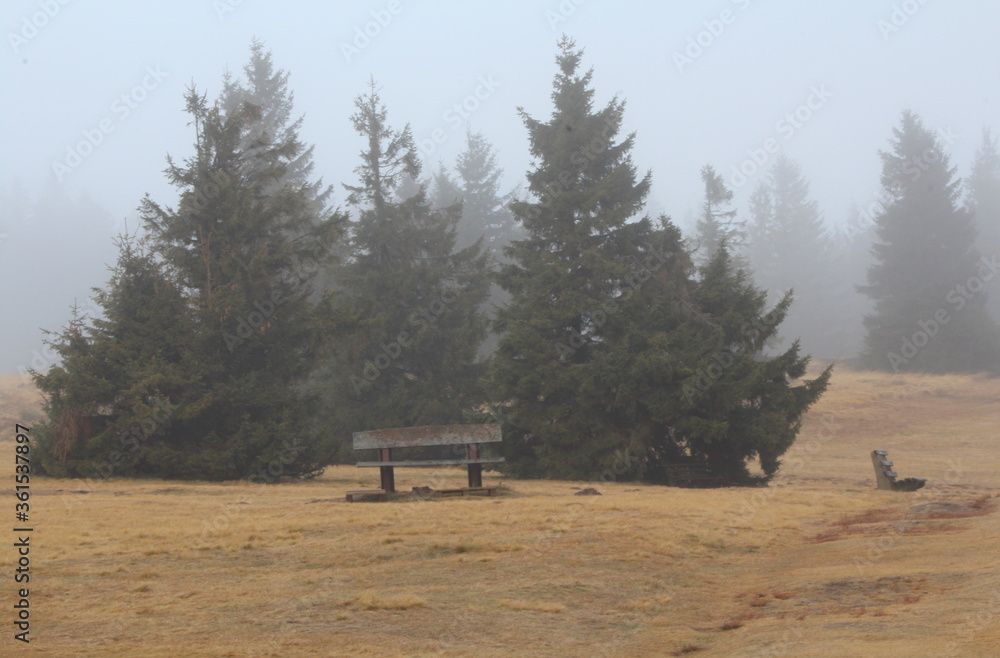 Wooden bench in the fog at the forest