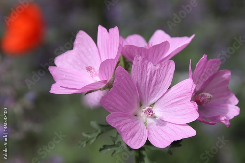 A close up of a delicate pink musk mallow blooming in the garden.