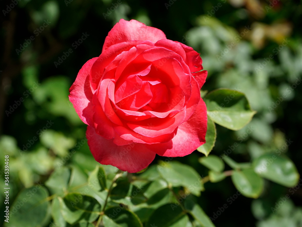 Red rose flower in bloom on rose plant Red rose flower in bloom on rose plant