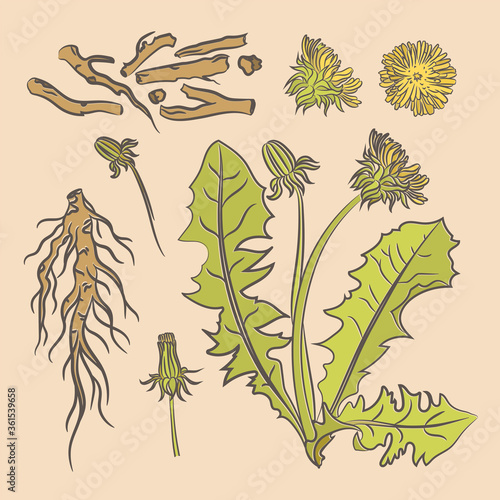 DANDELION ROOT Pharmacy Medical Benefits Plant Botanic Nature Flower Vector Illustration Set For Print Design and Decoration