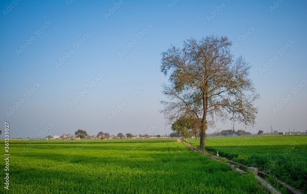 Field of young wheat, Green wheat field with clouds in India, agricultural field landscape Field of young wheat, Green wheat field with clouds in India, agricultural field landscape