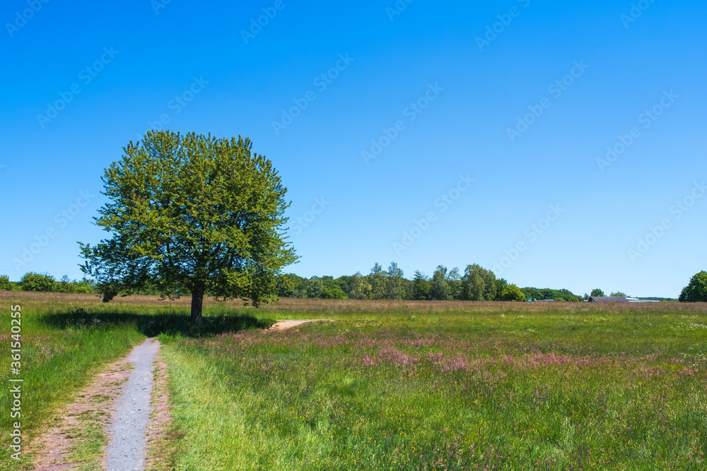 A tree in a meadow in summer