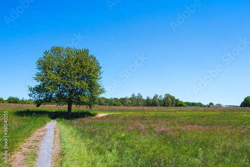 A tree in a meadow in summer