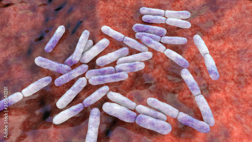 Bacteria Bifidobacterium, normal flora of human intestine photo