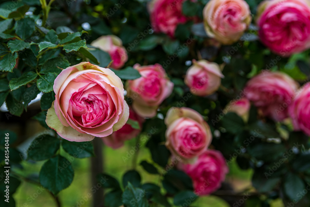 many pink roses on a blurred green background many pink roses on a blurred green background