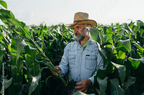 farmer examining corn in corn field