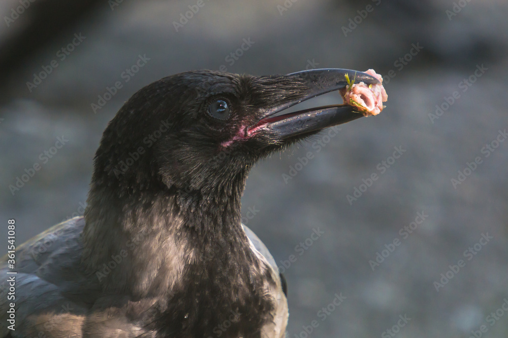 Fototapeta premium close-up photo of a hooded crow with food in his beak