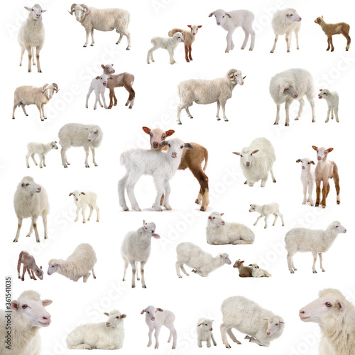 Collage of sheep in various situations isolated on a white background.