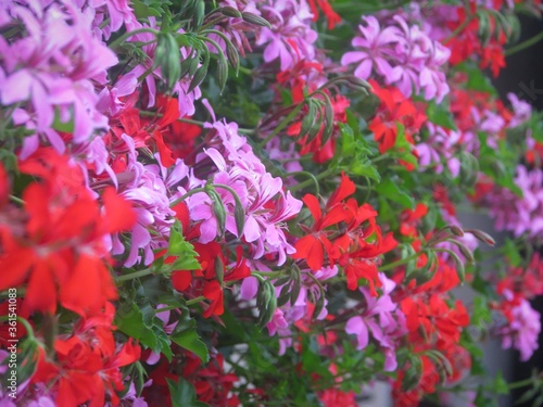 Closeup shot of purple and red Pelargonium peltatum flowers in a garden photo