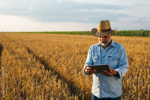 farmer using tablet standing in wheat field photo
