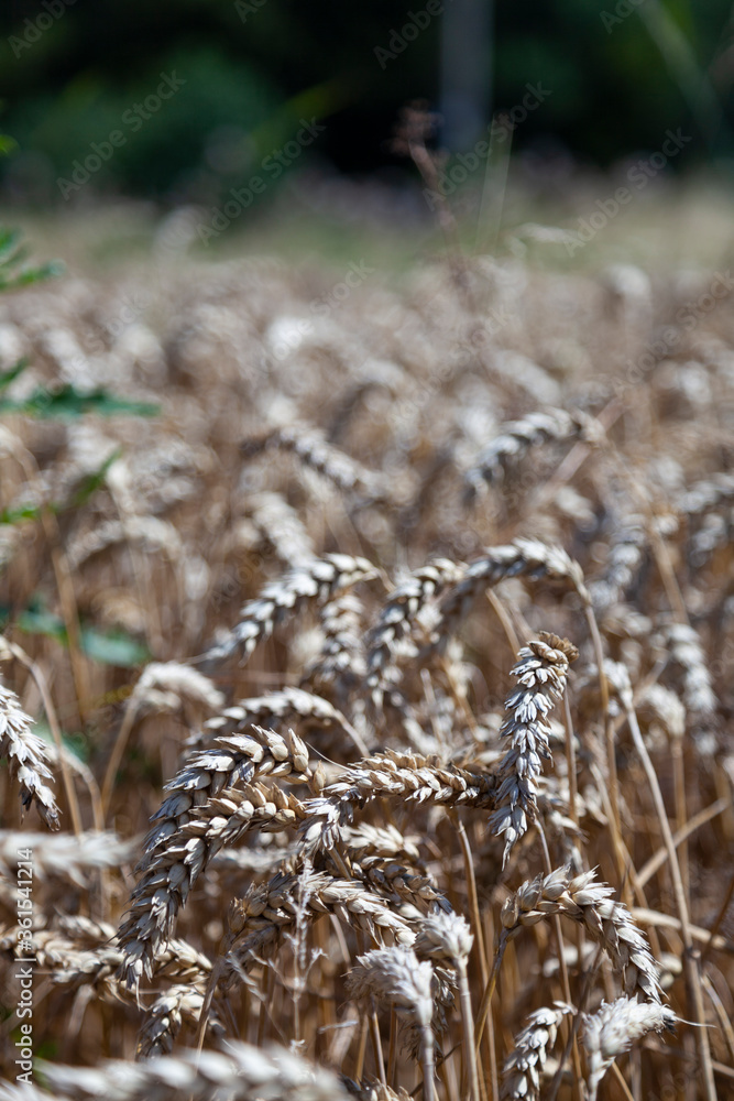 Fototapeta premium wheat field in the wind