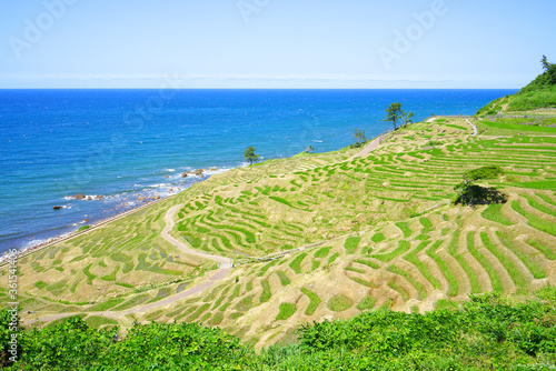 Shiroyone Senmaida Rice Terraces at Noto Peninsula, Ishikawa Pref., Japan photo