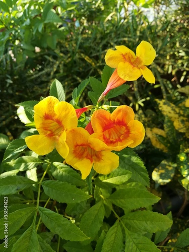 yellow tulips in garden