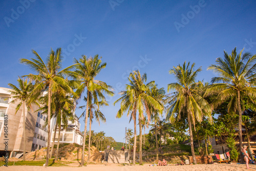 Wild palm trees on a tropical beach © Jindowin