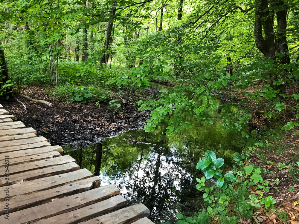 Naklejka premium Forest Wooden Walkway