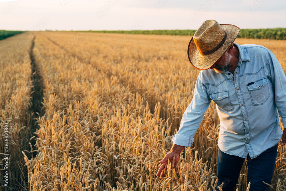 farmer standing in wheat field farmer standing in wheat field