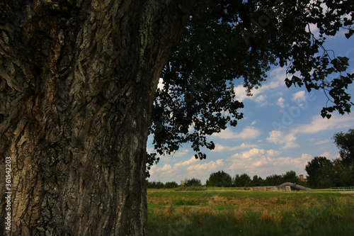 Albero di pioppo centenario in pianura padana sotto il cielo azzurro in una giornata d’estate, particolare del tronco in controluce