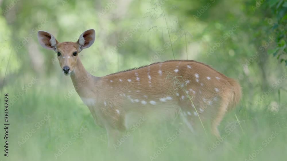 African bushbuck filmed in slow motion. African bushbuck filmed in slow motion.