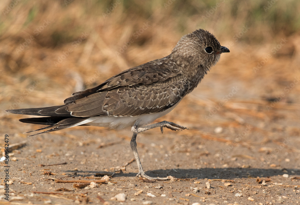 Closeup of Collard Pratincole, Bahrain Closeup of Collard Pratincole, Bahrain
