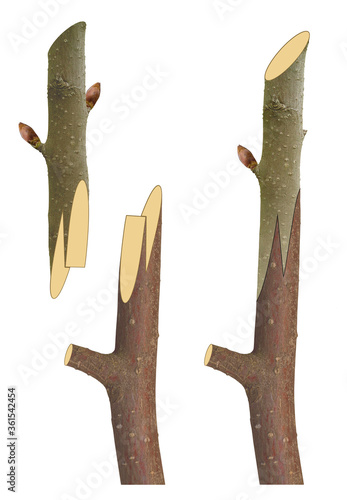 Canvas Print Trees grafting methods
