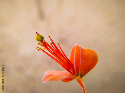 Beautiful Capparis flowers blooming on a gray background photo