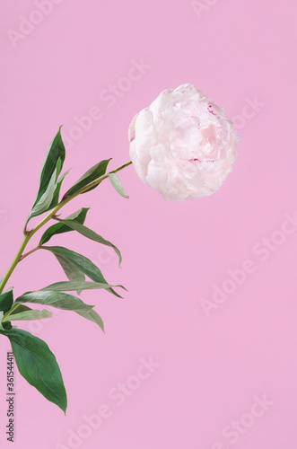 White fresh piony flower on pink background